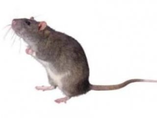 درمان ديابت در موش ها از طريق سلولهای بنيادی
