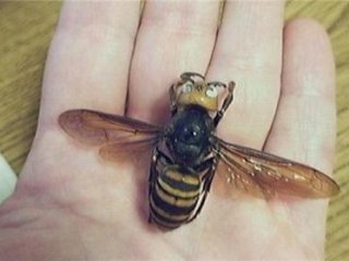 زنبور سرخ به اندازه کف دست انسان
