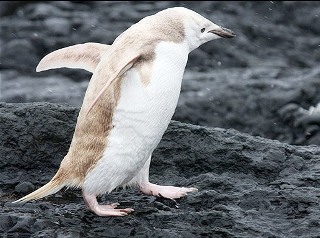 کشف پنگوئن زال در قطب جنوب