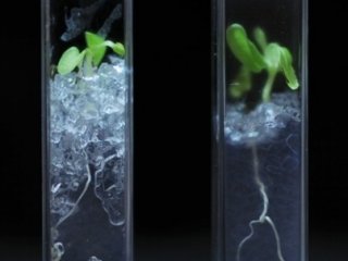رشد گياه در خاک شفاف