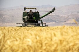 خرید بیش از 350 هزار تن گندم مازاد در لرستان